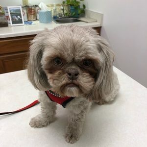 Meet your Posher, Teague